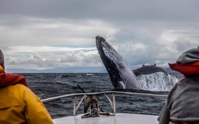 Гид рассказала об операции по спасению краснокнижного кита в Териберке
